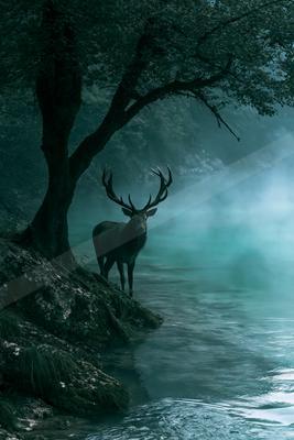 A dramatic wildlife photo of deer, reflection.