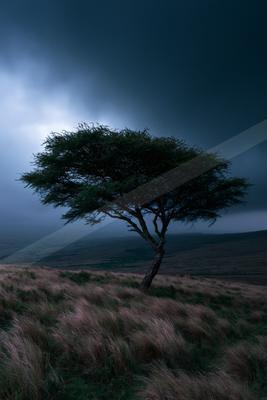 A solitary tree with a wide canopy stands on a grassy hill under a dark, stormy sky with mist in the distance.