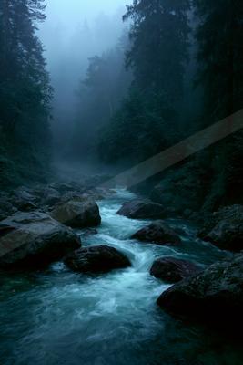 A fast-flowing river cascades over dark rocks through a misty, dense evergreen forest with tall trees shrouded in fog.