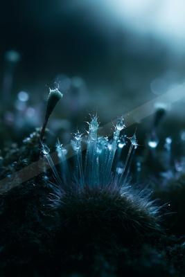 A moody nature scene of flowers.