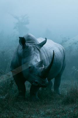 Rhino.