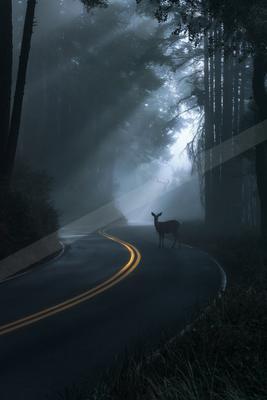 A night nature scene of forest, fog.