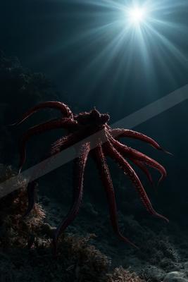 A large reddish-purple octopus with long tentacles stands on a rocky, coral-covered seabed as dramatic sunbeams pierce the dark blue water from above.