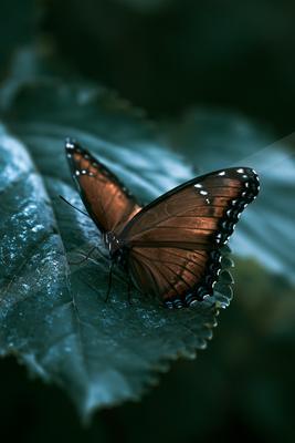 A moody wildlife photo of wildlife.