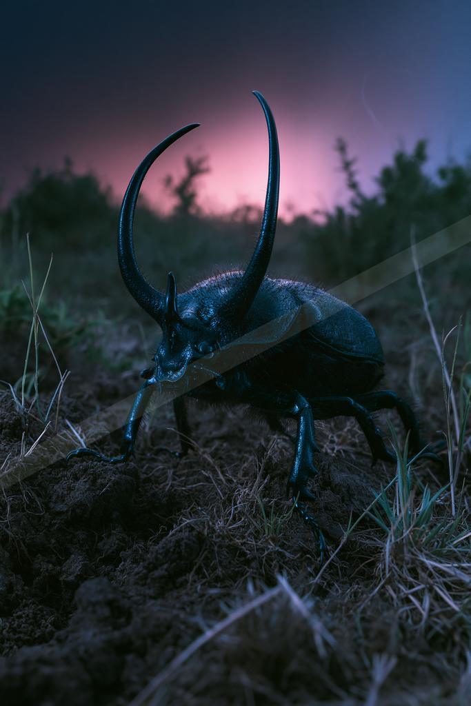 A night wildlife photo of wildlife.
