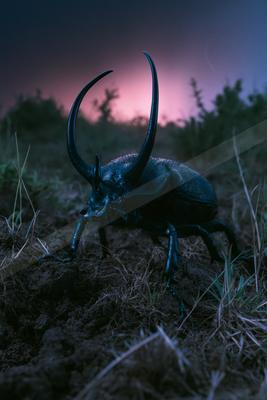 A night wildlife photo of wildlife.