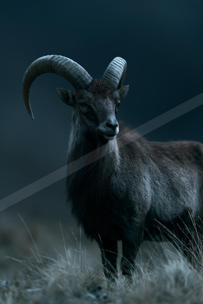 A wild goat with impressive large curved horns stands in dry grass, looking directly at the camera against a dark moody background.