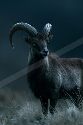 A wild goat with impressive large curved horns stands in dry grass, looking directly at the camera against a dark moody background.