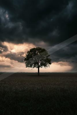 A dramatic minimalist nature scene of trees, storm.