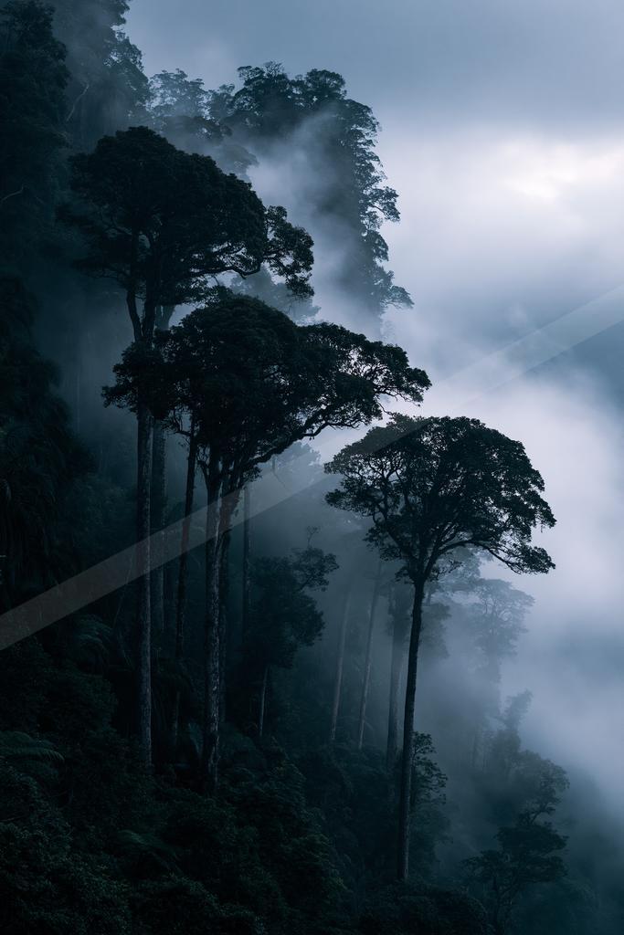 A moody high contrast nature scene of a forest, fog.