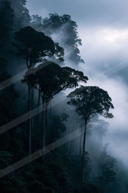 A moody high contrast nature scene of a forest, fog.