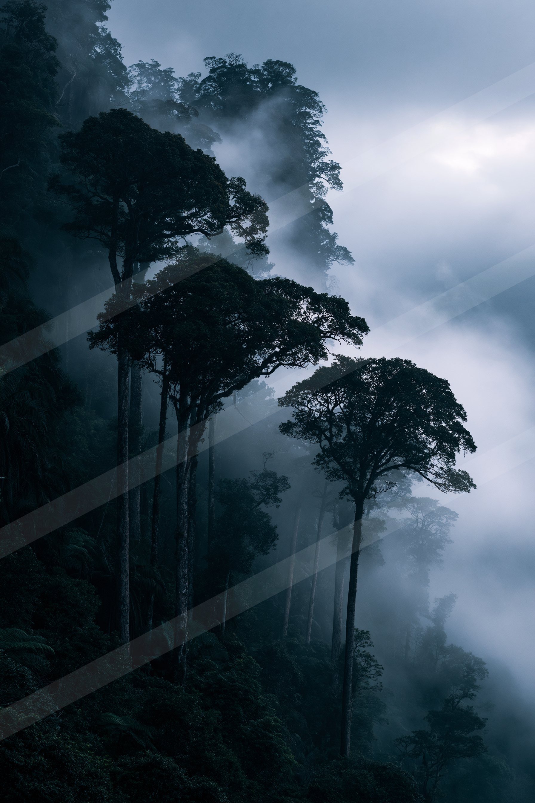 A moody high contrast nature scene of a forest, fog.