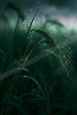 An ethereal macro landscape of a meadow, water drops.