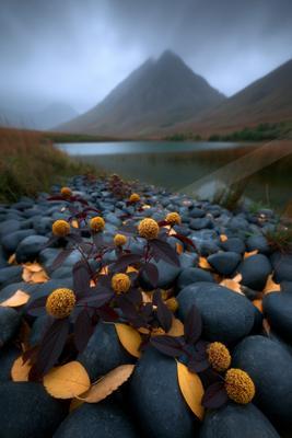 Vibrant yellow spherical flowers with dark leaves grow among smooth grey stones on a lakeshore, with a calm lake and fog-shrouded mountains in the background.