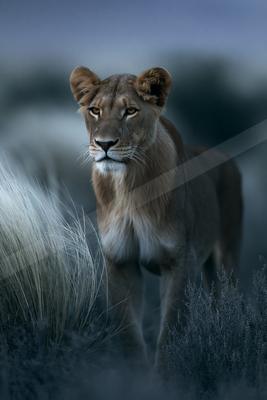 A female lion stands alert in tall grass, gazing directly at the viewer with piercing amber eyes during twilight.