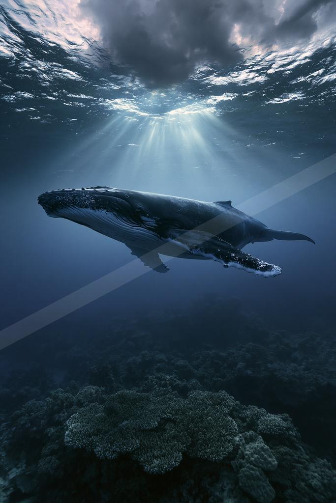 A large humpback whale glides above a vibrant coral reef as dramatic sunbeams pierce the deep blue ocean water from the surface.