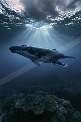 A large humpback whale glides above a vibrant coral reef as dramatic sunbeams pierce the deep blue ocean water from the surface.