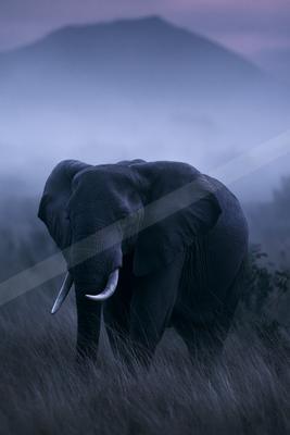 A large African elephant with prominent tusks stands in tall grass, facing the camera against a foggy mountain backdrop at dusk.