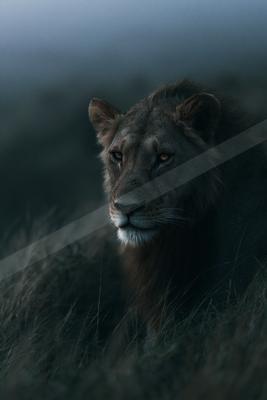 A male lion with dark mane lies in tall dry grass, staring directly at the viewer with piercing orange eyes against a foggy background.