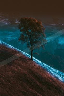 A serene nature scene of trees.