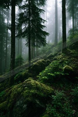 A serene nature scene of forest.