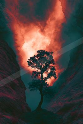A moody nature scene of trees.