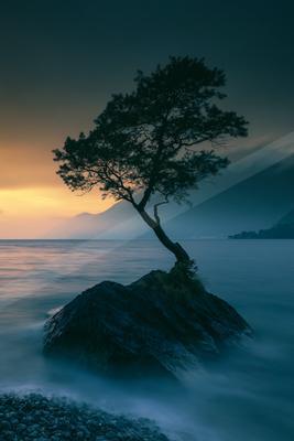 A blue hour long exposure nature scene of a pine tree, reflection.
