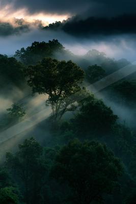 An ethereal high contrast nature scene of a forest, fog.