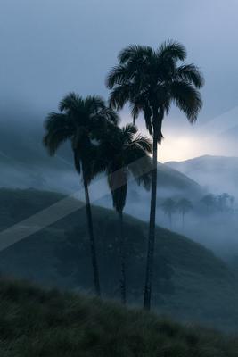 A dramatic nature scene of trees, storm, valley.