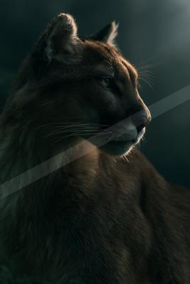 A cougar with brown fur and white muzzle is shown in profile, looking to the right with piercing eyes under dramatic side lighting.