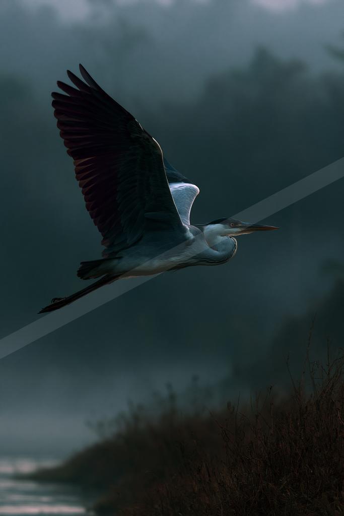 A great blue heron with wings fully spread glides through the air above a misty shoreline, its long neck and beak pointed forward.