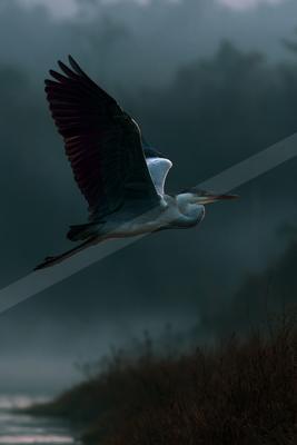 A great blue heron with wings fully spread glides through the air above a misty shoreline, its long neck and beak pointed forward.