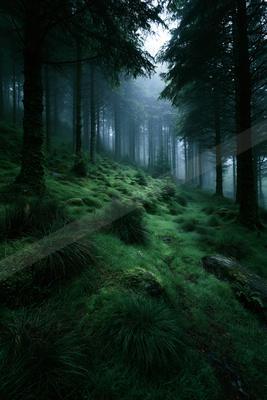 A serene nature scene of forest, fog.