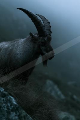 A majestic alpine ibex with large curved horns stands on a rocky mountain slope in thick fog, looking to the right.