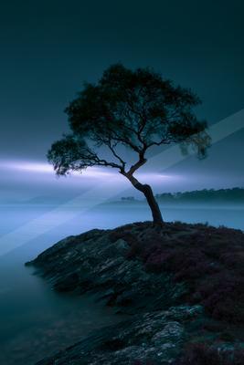 A blue hour long exposure nature scene of trees, fog.