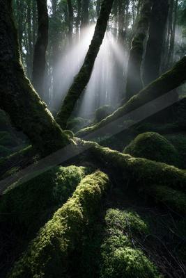 A black-and-white moody nature scene of forest, trees.
