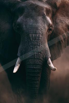 A black-toned moody photograph of african elephant, tusker, indian elephant.