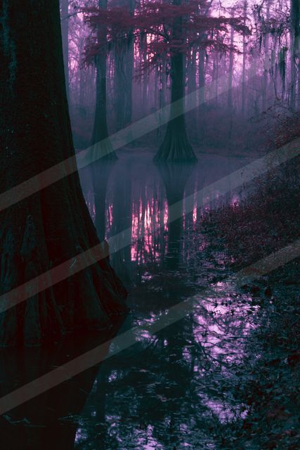 An ethereal double exposure nature scene of a forest, reflection.