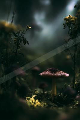 A moody nature scene of forest, still life, field.