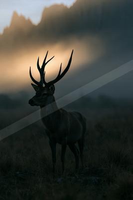 A large deer with impressive antlers stands silhouetted against a glowing, foggy mountain backdrop at dawn or dusk.