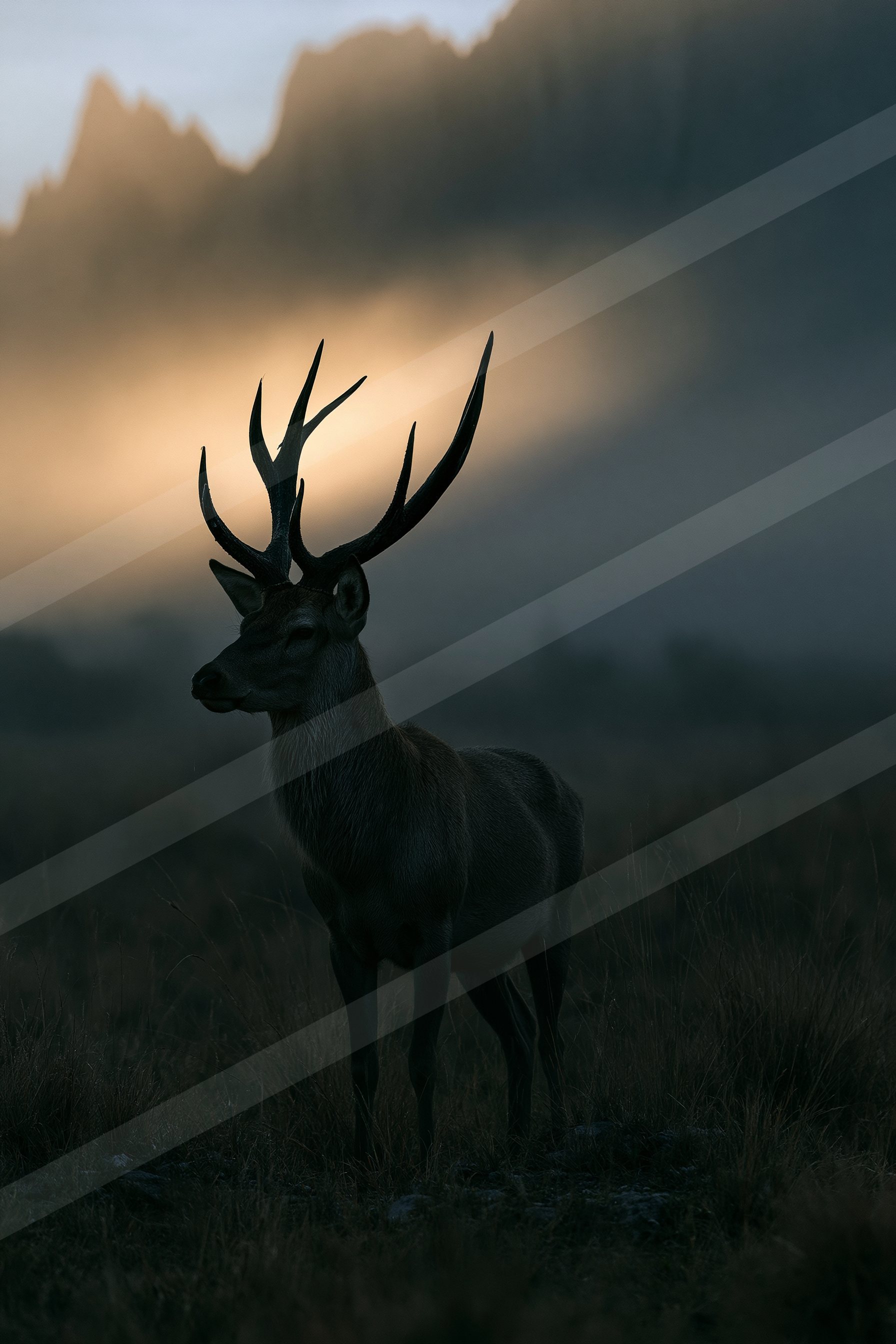 Golden light in the misty wilderness.