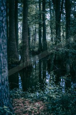 A moody high contrast water scene of a wetland, reflection.