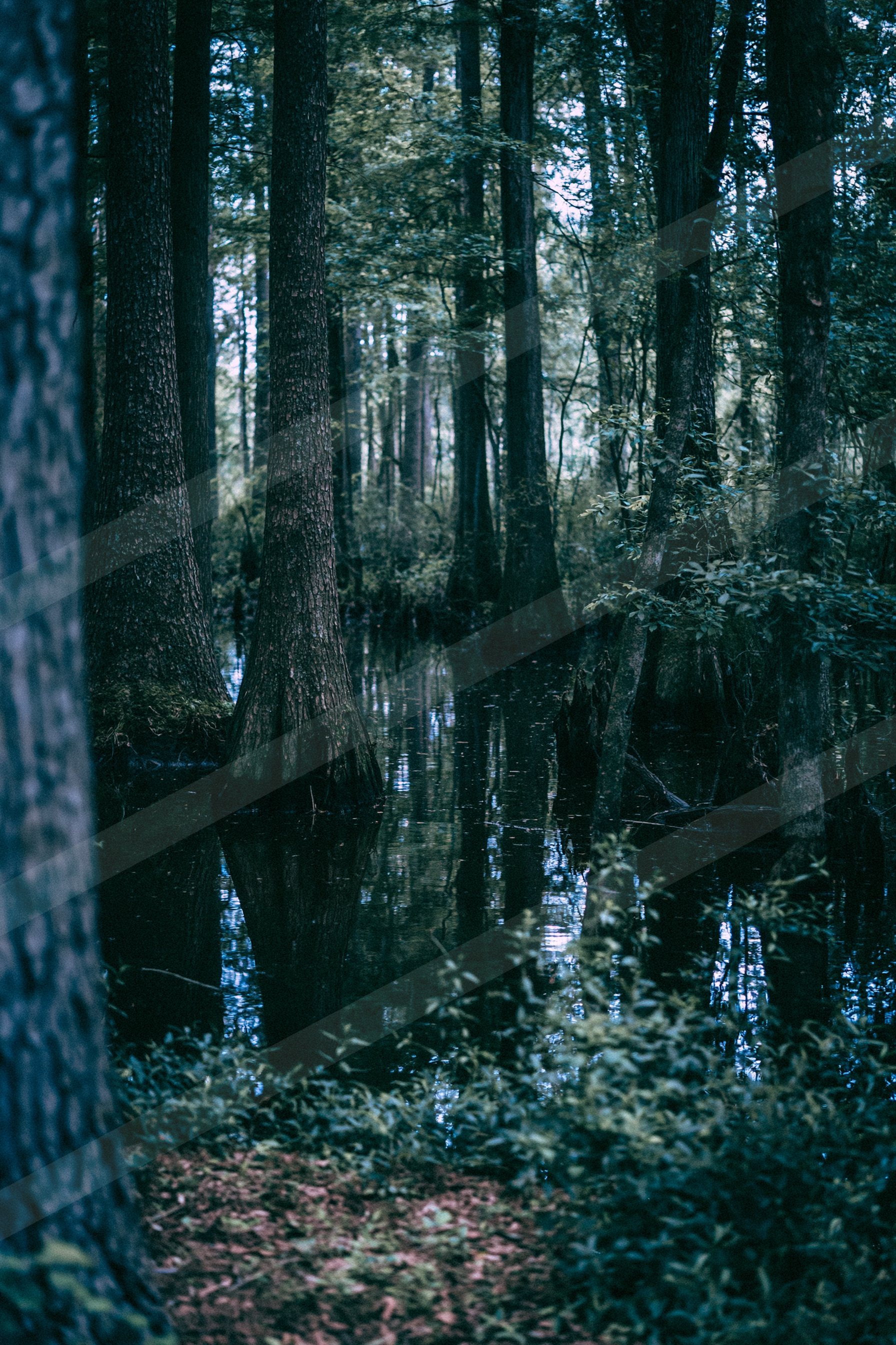 A moody high contrast water scene of a wetland, reflection.