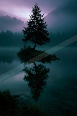 A solitary evergreen tree stands on a tiny grassy island in a calm lake, its dark silhouette and perfect mirror reflection visible against a foggy, purple-hued 