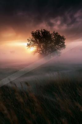 A golden hour nature scene of trees, field, sunrise.