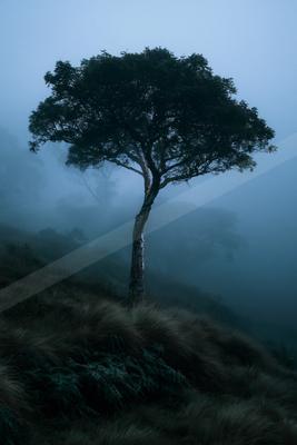 A solitary tree with a full canopy stands on a grassy hillside shrouded in thick blue-toned fog, creating a moody and atmospheric scene.