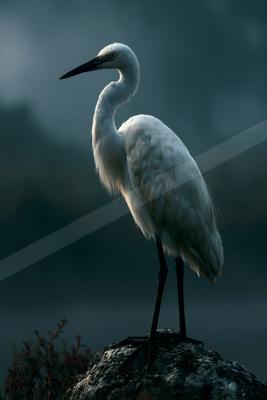 A moody wildlife photo of bird.