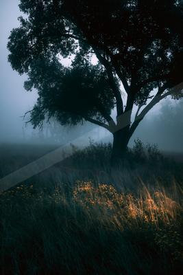 A moody nature scene of trees, field, forest.