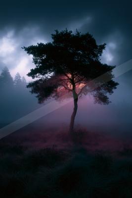 A solitary tree stands in a foggy moorland with dramatic pink and purple light glowing through the mist under a dark, cloudy sky.