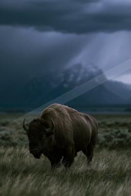 A large American bison stands in a grassy meadow with snow-capped mountains and a dark stormy sky in the background.